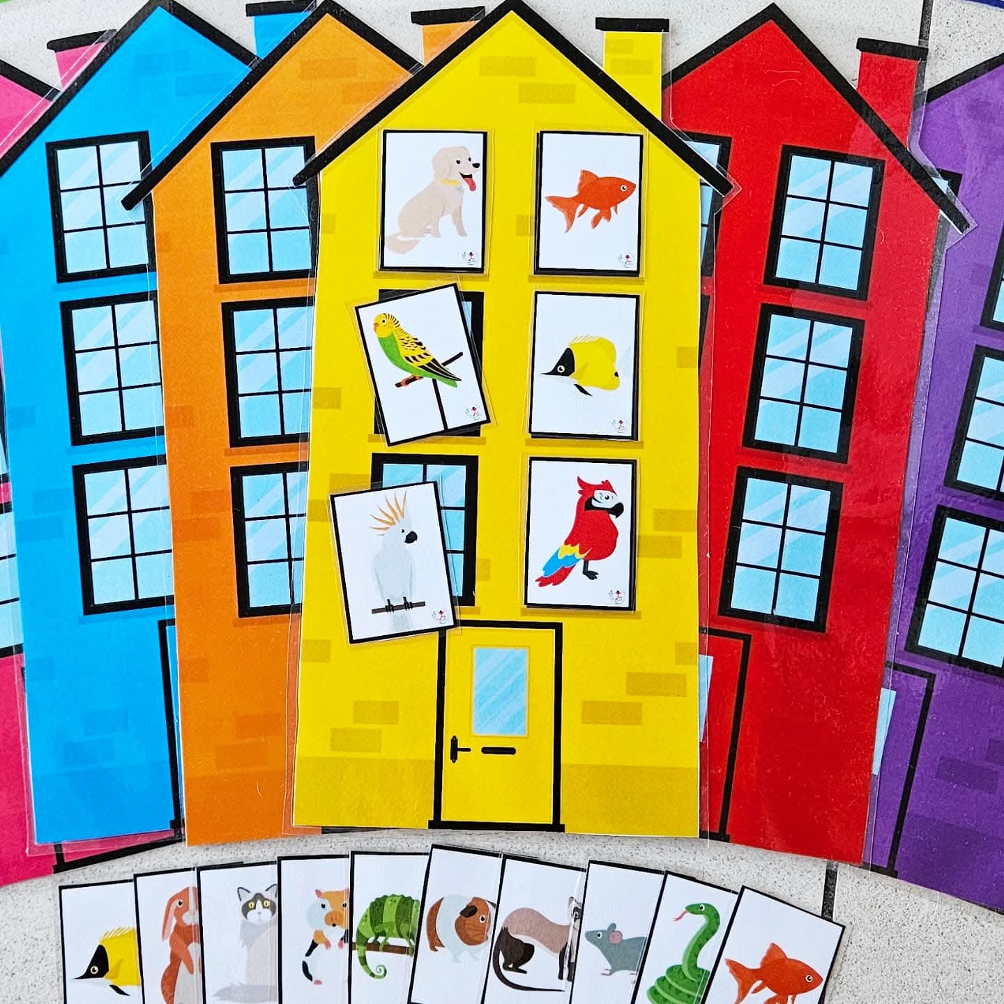 Animal Dans la Maison