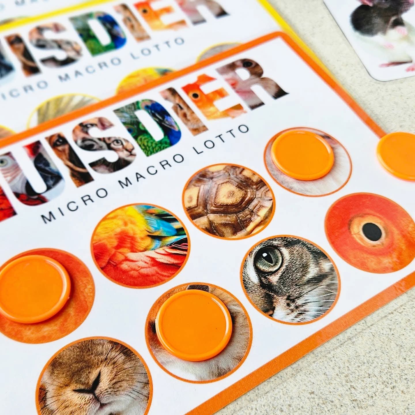 Animaux de Compagnie Micro-Macro Lotto
